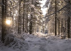 Zima, Drzewa, Las, Słoneczny, Dzień, Śnieg