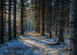 Słoneczny dzień w zimowym lesie