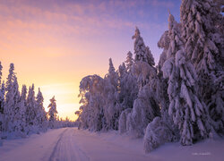 Zima, Śnieg, Droga, Ośnieżone, Drzewa, Poranek