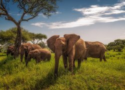 Słonie na sawannie