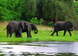 Słonie nad rzeką