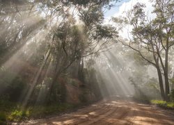 Smugi słonecznego światła wśród drzew przy drodze