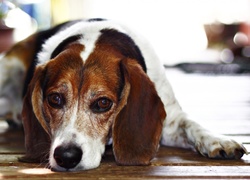 Smutny leżący beagle