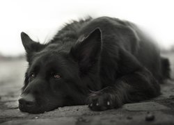 Pies, Czarny owczarek niemiecki, Mordka