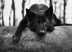 Pies, Czarny owczarek niemiecki, Mordka, Głaz, Drzewa