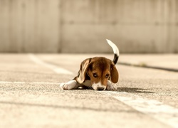 Smutny szczeniaczek beagle