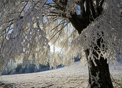 Śnieg na gałązkach drzewa w świetle słońca zimą