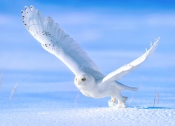 Śnieżna sowa podrywa się do lotu