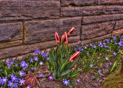 Mur, Tulipany, Śnieżnik lśniący, HDR