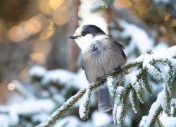 Śnieg, Ptak, Sójka kanadyjska, Gałąź