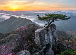 Wschód słońca, Góry, Skały, Sosna, Kwiaty, Park Prowincjonalny Daedunsan, Prowincja Jeolla Północna, Korea Południowa