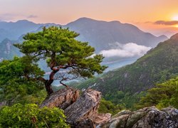 Góry, Skały, Rzeka, Drzewo, Sosna, Mgła, Wschód słońca, Korea Południowa