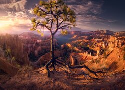 Stany Zjednoczone, Utah, Park Narodowy Bryce Canyon, Drzewo, Sosna, Skały, Wschód słońca, Promienie, Chmury