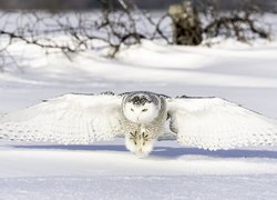 Sowa śnieżna z rozpostartymi skrzydłami