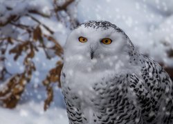 Sowa śnieżna, Ptak, Zima