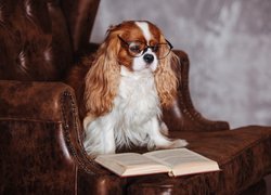 Pies, Cavalier King Charles spaniel, Okulary, Fotel, Książka
