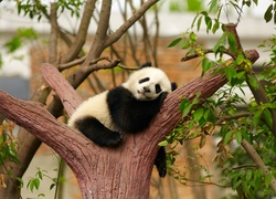 Śpiąca panda pomiędzy konarami drzewa