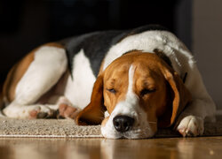 Śpiący beagle