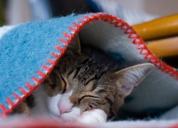 Śpiący kotek pod kocykiem