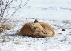 Śpiący lis na śniegu