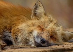Śpiący lis