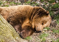 Śpiący niedźwiedź brunatny pod drzewem