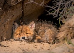 Śpiący rudy lis w norze