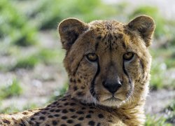 Spojrzenie leżącego geparda