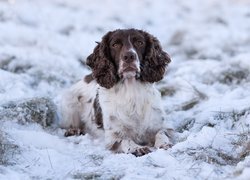 Pies, Biało-brązowy, Springer spaniel angielski, Śnieg