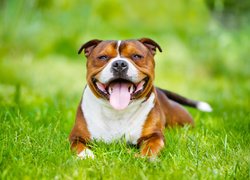 Uśmiechnięty, Staffordshire Bull terrier, Trawa