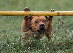 Staffordshire Bull terrier oparty łapkami o ogrodzenie