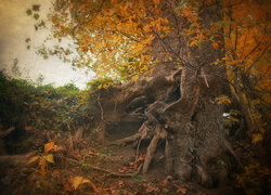 Stare drzewo z wystającymi korzeniami w jesiennym lesie
