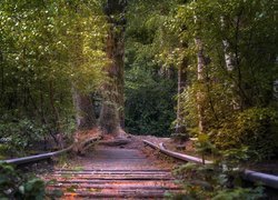 Stare szyny kolejowe w lesie