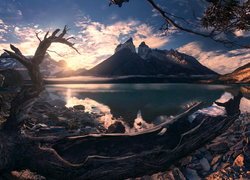 Park Narodowy Torres del Paine, Suchy, Konar, Jezioro Pehoe, Góry, Cordillera del Paine, Masyw, Torres del Paine, Wschód słońca, Patagonia, Chile