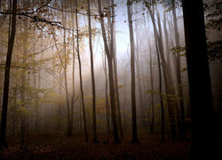 Światło przebija się przez mgłę w lesie