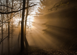 Światło wdziera się do las u w Parku Narodowym Eifel w Niemczech