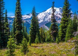Góry, Ośnieżone, Drzewa, Świerki, Kwiaty, Stratowulkan Mount Rainier, Park Narodowy Mount Rainier, Stan Waszyngton, Stany Zjednoczone