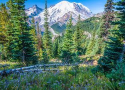 Góry, Drzewa, Świerki, Park Narodowy Mount Rainier, Kwiaty, Stan Waszyngton, Stany Zjednoczone