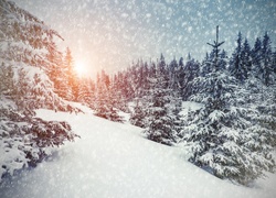 Świerkowy las w sypiącym śniegu o świcie