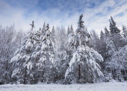 Świerkowy las zimą