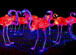Świetliste flamingi