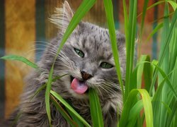 Szary kot gryzący trawę