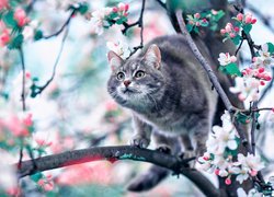 Kot, Gałązki, Kwitnące, Drzewo