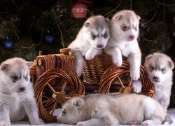 Siberian Husky, Szczeniaki, Wózek