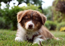 Szczeniak australijskiego psa pasterskiego w trawie