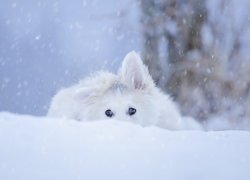 Szczeniak białego owczarka szwajcarskiego w śniegu