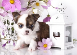 Pies, Szczeniak, Chihuahua, Kwiaty, Kosmea