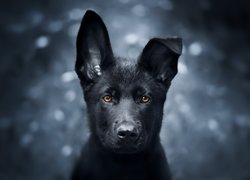 Pies, Szczeniak, Czarny owczarek niemiecki, Spojrzenie