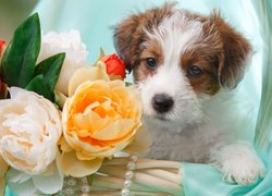 Szczeniak Jack Russel terrier w koszu z kwiatami