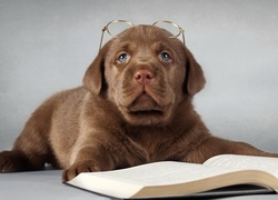 Szczeniak labradora retrievera w okularach leży przy książce